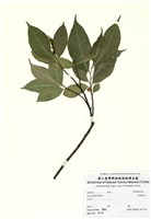 藏品(菲律賓榕)的圖片